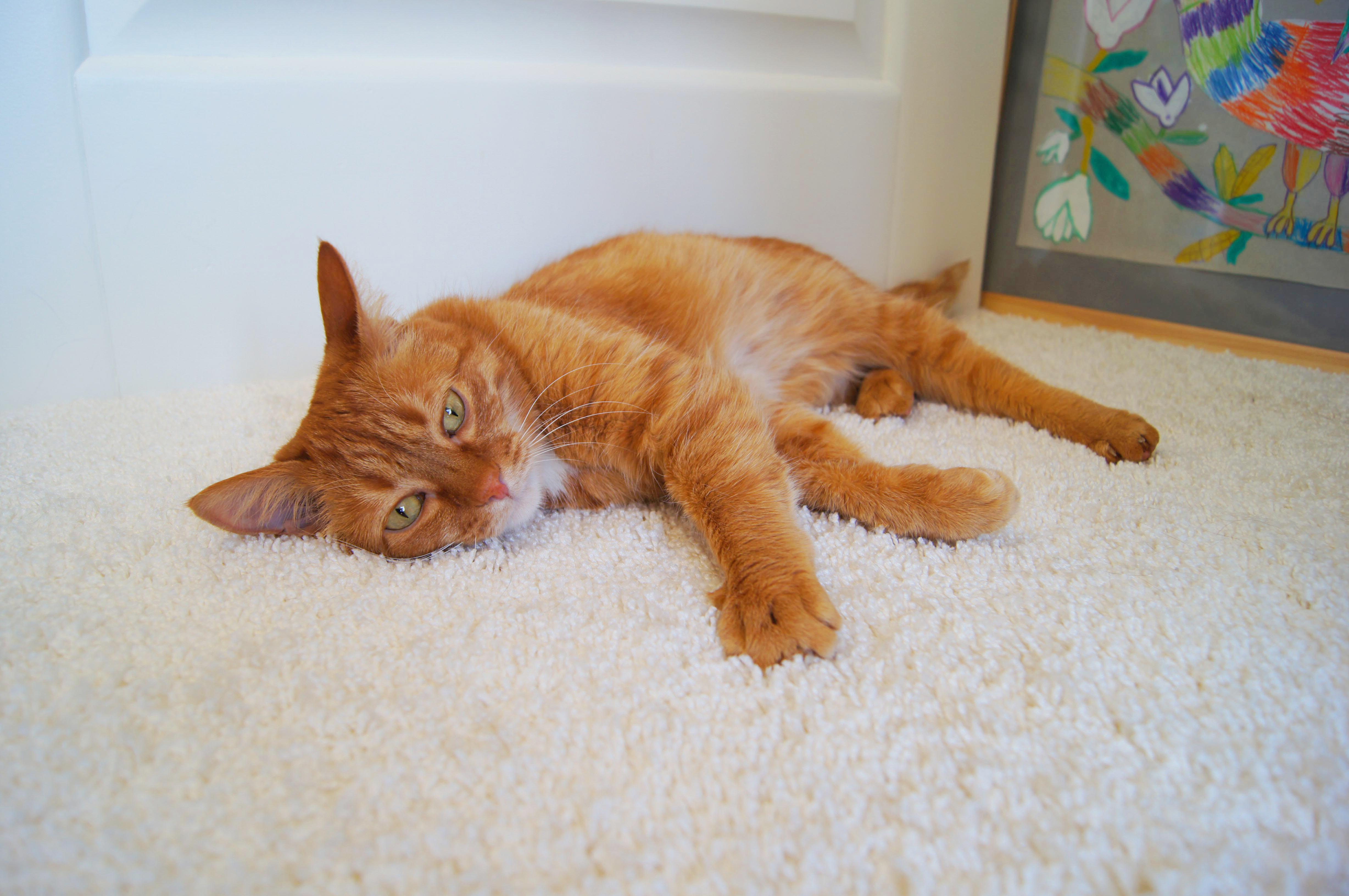 Ковролин "Зартекс" Amarena 140 бежевый (4м) — купить в Адлере